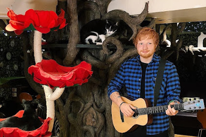 Melihat Patung Lilin Unik Ed Sheeran Di Kelilingi Kucing Dan Kabar Terbaru Konsernya Di Jakarta