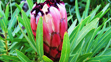 Protea Flower