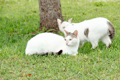 沖縄 猫