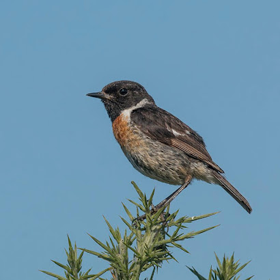 Stonechat: the answer to the first question of the quiz