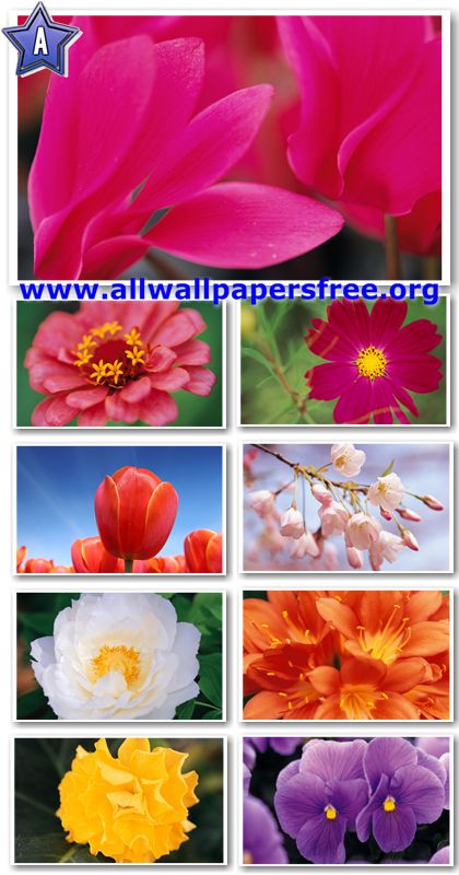 40 Beautiful Flowers Wallpapers 1920 X 1200 [Set 14]