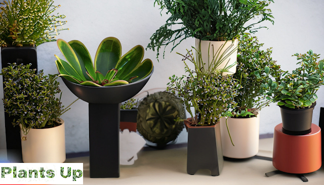 Indoor Plants with Air-Purifying Properties: Enhance Your Home and Health