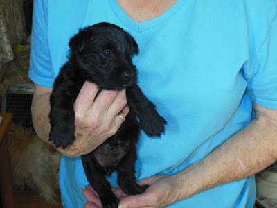 female pup #1 BLACK - Lars Larson