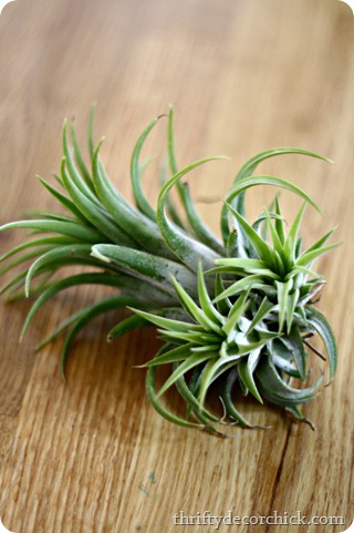air plants