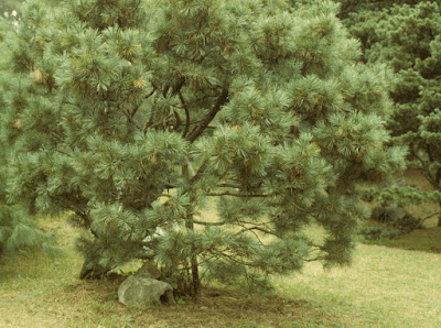 Pinus koraiensis - Korean pine care and cultivation