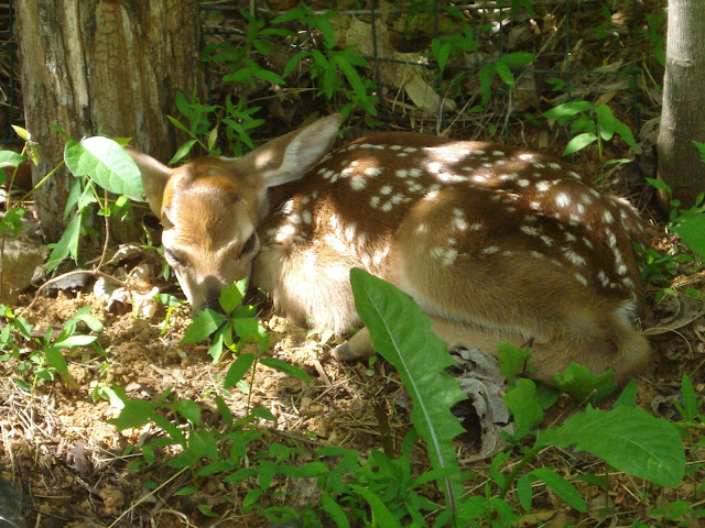 newborn deer near Fenton Inn VA