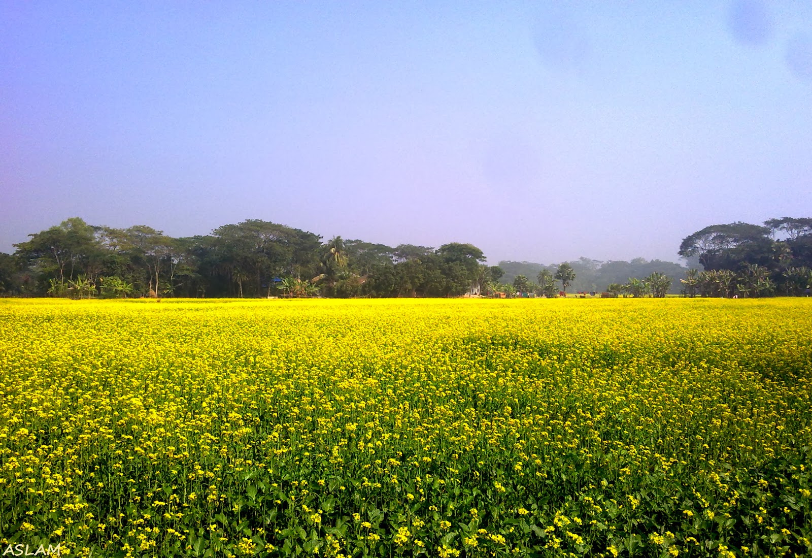 Amazing Yellow Nature of Beautiful Bangladesh