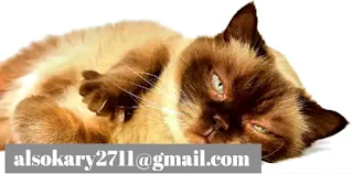 Types of Himalayan cats and their features, traits and rare colors.