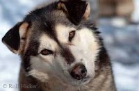 Olimpiadi Vancouver massacrati 100 cani Husky perché inutili