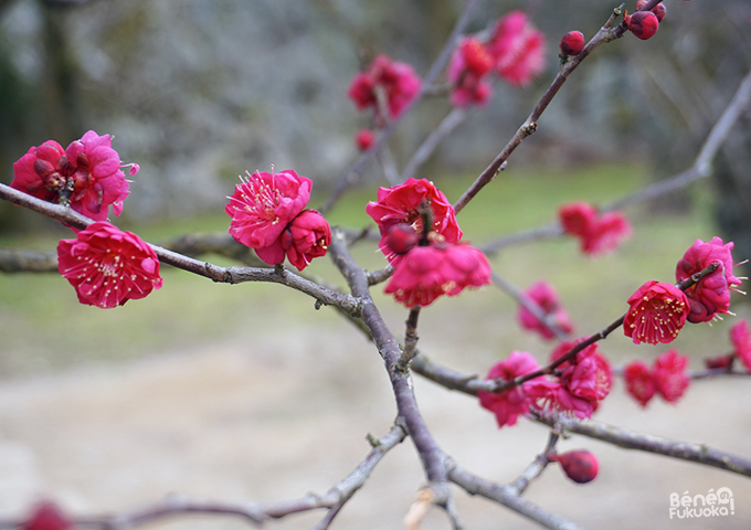 Pruniers, parc Maizuru, Fukuoka