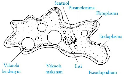 Bagian-bagian tubuh Amoeba