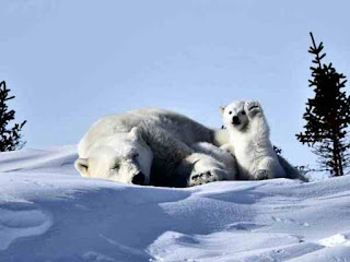 Polar bear cub wave