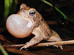amfibios en peligro de extinción