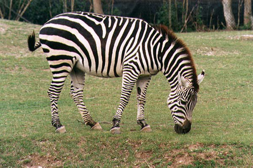 The striped zebra was rolling around in the long grass
