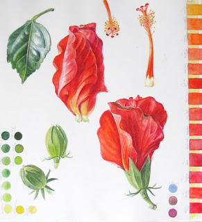 Hibiscus flower watercolour studies with colour notes