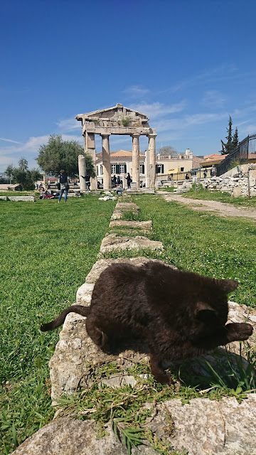 10-cat-in-roman-agora-cats-in-greece-athens-santorini