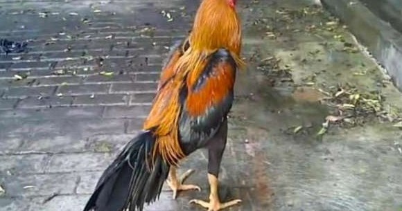 Ayam betina bangkok - YouTube