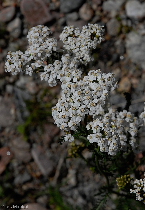 _DSC0179f