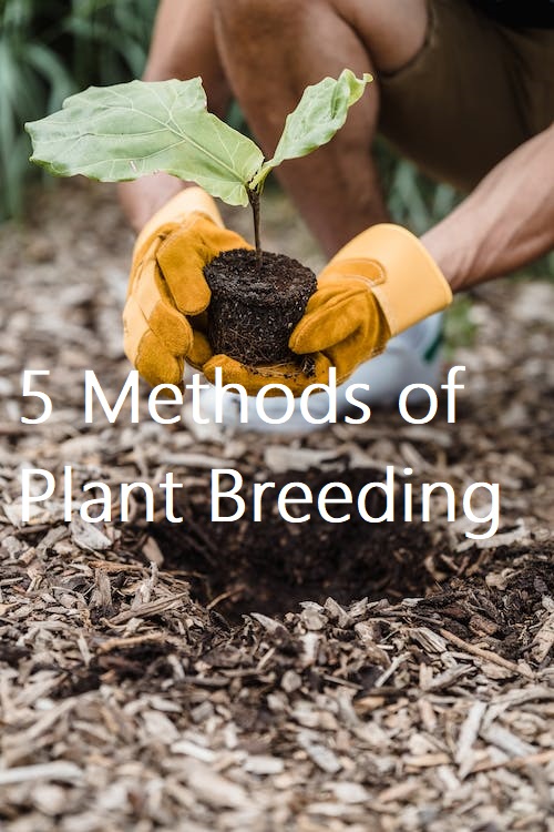 5 Methods of Plant Breeding -Health Care 