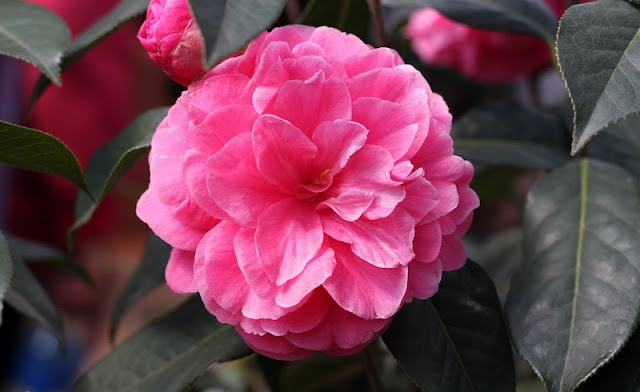 Camellia Flowers Pictures