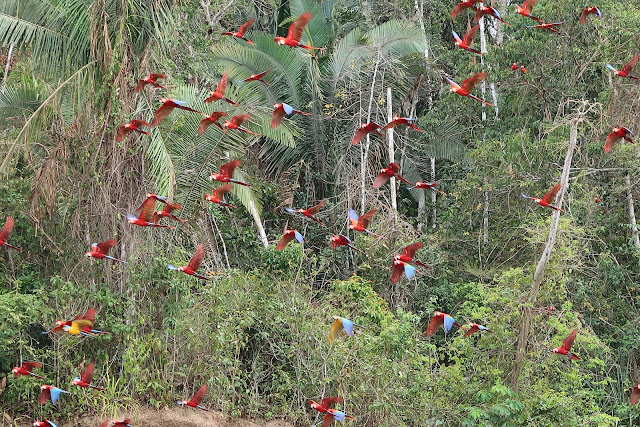 Guacamayos volando en la selva de Puerto Maldonado