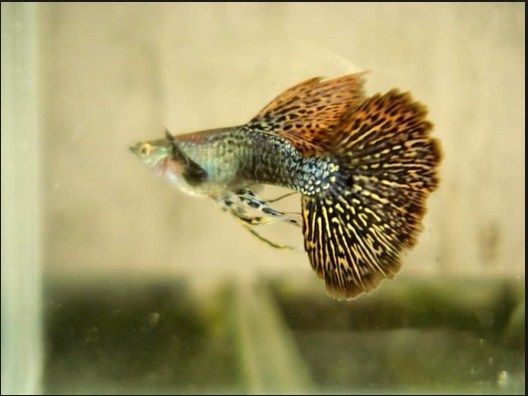 Budidaya Ikan Gapi  Guppy Millions Fish yang Unik dan Cantik