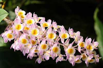 beautiful Dendrobium