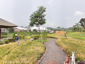 Area persawahan di The Wujil Resort and Convention