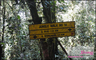 Mossy Forest - Gunung Irau