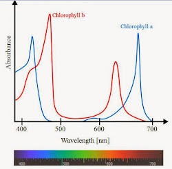 photosynthetic action spectrum