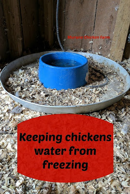 Keeping chickens water from freezing