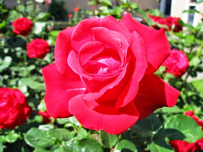 40 Gambar  Bunga  Mawar  Rose