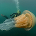 Human size jellyfish stuns divers off the coast of UK