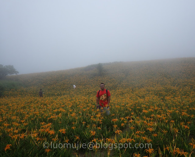 Hualien Sixty Stone Mountain daylily flowers