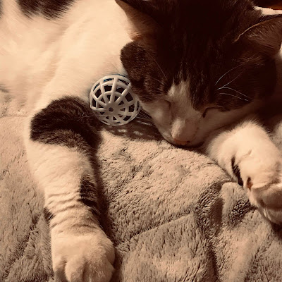 A photograph of a kitty cat sleeping with his ball
