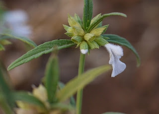 Bunga leng-lengan (Leucas lavandulifolia)