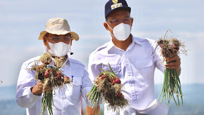 Dirjen Hortikultura bersama Bupati Humbahas Panen Bawang Merah di Food Estate   