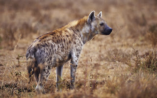 Hyena image