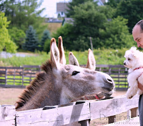 Donkey and Ellie-Mae amazed one by the other!