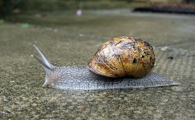 Garden snail, Helix aspersa, hurrying across the front step of my house in Hayes.  6 June 2011.