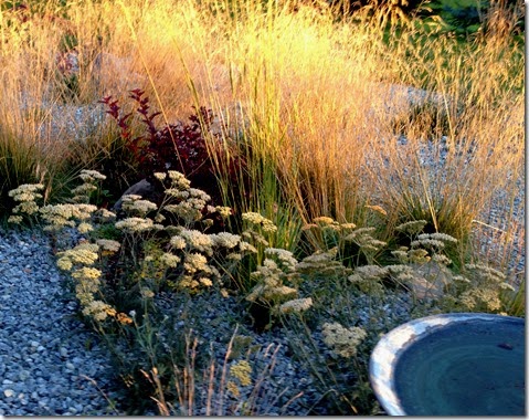 Deschampsia, Physocarpus, Achillea, Festuca, Calamagrostis