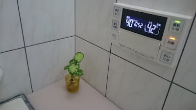 風呂場に置ける観葉植物　シンゴニューム