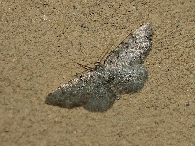 Grauer Erlen-Rindenspanner, Aethalura punctulata