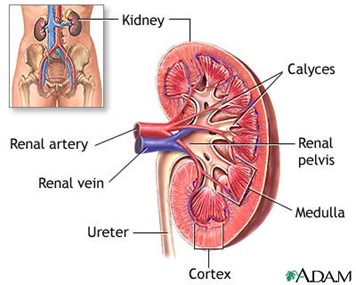 kidneys