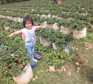 Charissa Suci Slavina  lagi metik buah strawberry Sweetberry