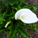 View album