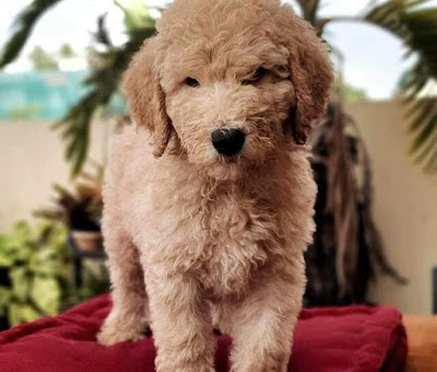 Standard Poodle Puppies for Sale in Delhi NCR