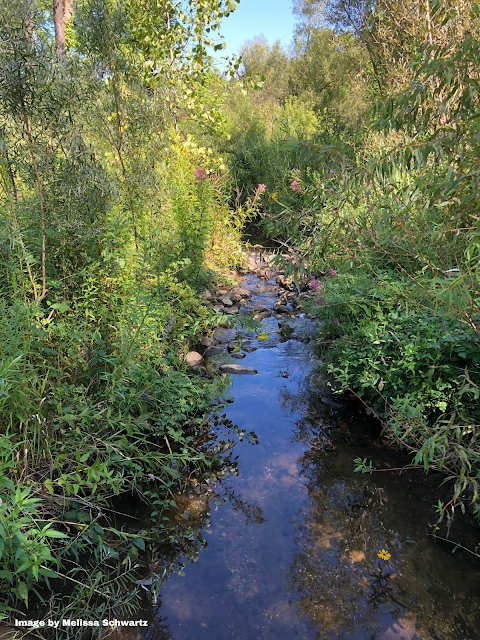 Tranquil creek trickling through Dixie Briggs-Fromm Nature Preserve.