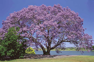 Fine and Pandi: The rather impressive gualanday tree in full flower.