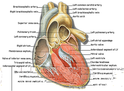 Anatomi Organ Jantung